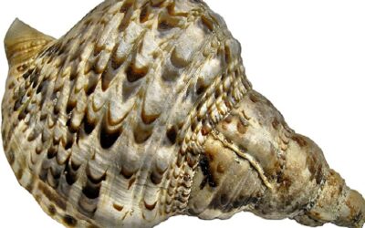 Proyecto de Ley de la Vivienda.